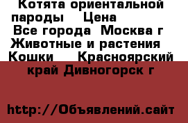 Котята ориентальной пароды  › Цена ­ 12 000 - Все города, Москва г. Животные и растения » Кошки   . Красноярский край,Дивногорск г.